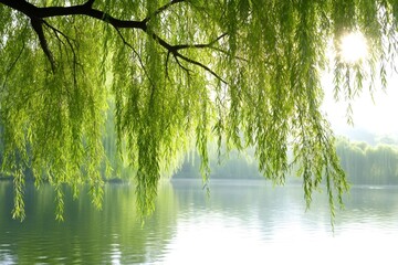 Weeping willow branches hanging over tranquil lake water
