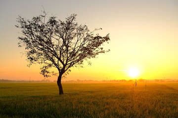 Obraz premium Radiant Sunrise Over Rice Field