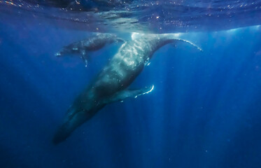 Humpback whale