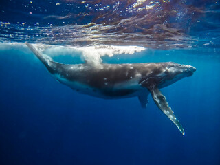 Fototapeta premium Humpback whale