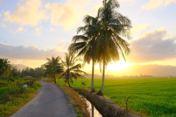 Obraz premium Sunrise Over Village Road and Coconut Trees