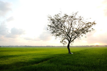 Obraz premium Lonely Tree on Green Rice Field under Bright Sky