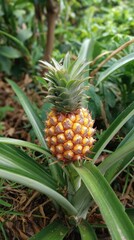 Fototapeta premium Ripe, yellow pineapple with green crown and leaves, growing in garden setting