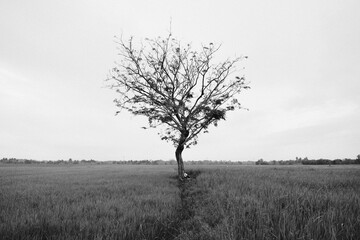 Fototapeta premium Solitary Tree in a Paddy Field
