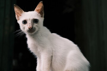 White Cat with Blue Eyes