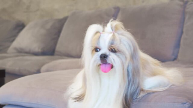Cute long-haired Shih Tzu dog is sitting comfortably on sofa.