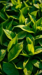 Fototapeta premium Generative AI vibrant green foliage lush growth detail