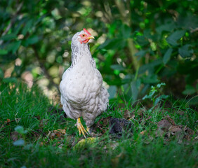 Hen walking under the bushes in hot summer day. Western Springs Park. Auckland.