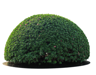 Lush Rounded Green Bush with Colorful Blooms on a Transparent Background for Garden Design