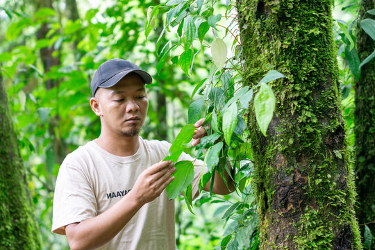 Asian male farmer with black hat is examining Piper retrofractum (cabe jawa, Balinese long pepper, Javanese long pepper, dei-phlei, deebplee) in the garden