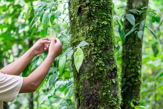 Asian male farmer with black hat is examining Piper retrofractum (cabe jawa, Balinese long pepper, Javanese long pepper, dei-phlei, deebplee) in the garden