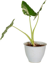 Potted Decorative Plants Isolated on Transparent Background PNG