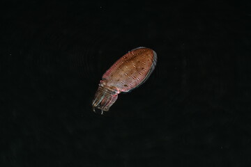 Bigfin reef squid swimming in dark ocean water at night