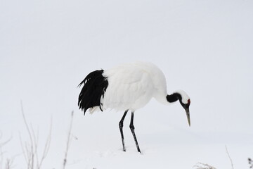 Red-crowned crane searching for food on snowy field in Hokkaido, Japan