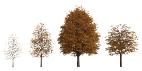 Collection of four deciduous trees in autumn foliage colors isolated on transparent background
