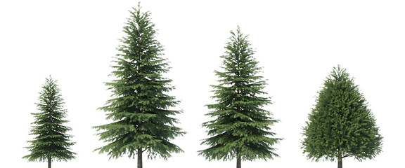 Obraz premium Four realistic coniferous evergreen trees of varying heights isolated on transparent background