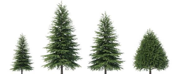 Four realistic coniferous evergreen trees of varying heights isolated on transparent background
