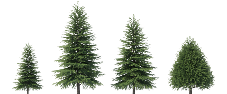 Four realistic coniferous evergreen trees of varying heights isolated on transparent background