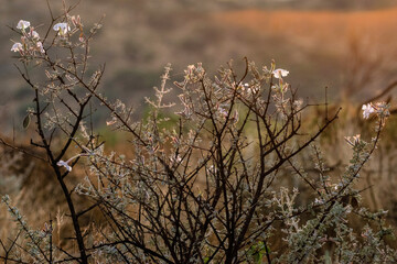 Fleurs sauvages au lever du jour en Namibie
