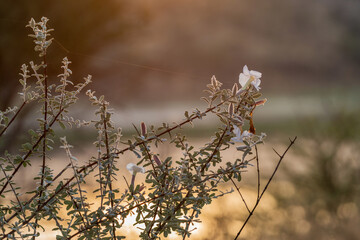 Obraz premium Catophractes alexandri au lever du jour