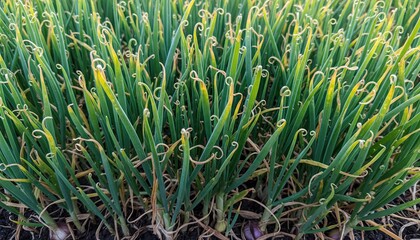 Obraz premium Green Onion Field Under Bright Sunlight With Visible Root Systems In Dark Soil
