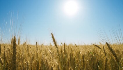 Golden Hues Under the Azure Sky A Field of Grain in the Bright Sunlight.