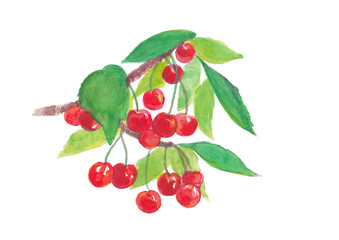 リアルなさくらんぼの木のイラスト