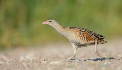 Corn crake - male bird at a meadow in the beginning of the summer
