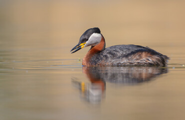 Red-necked grebe at the small lake in spring