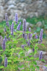 Agastache foeniculum,  also called  giant hyssop, Indian mint or blue licorice. Aromatic violet-blue agastache herb against stone wall.