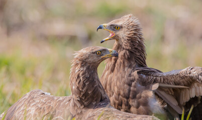 Lesser spotted eagle - pair of birds in spring