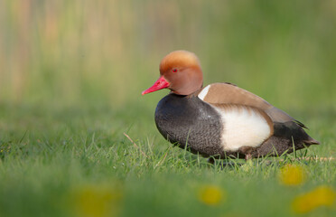 Red-crested pochard - male bird at a small pond in spring