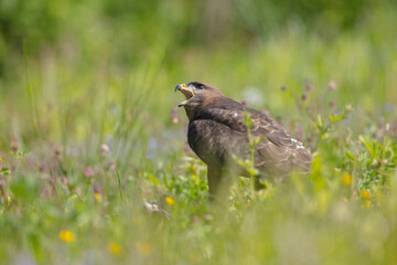 Common Buzzard in spring at a wet forest
