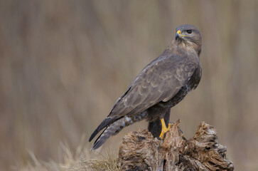 Common Buzzard in spring at a wet forest