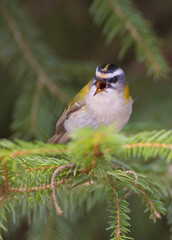 Common Firecrest - male bird at awet  forest in spring