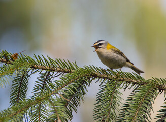 Common Firecrest - male bird at awet  forest in spring