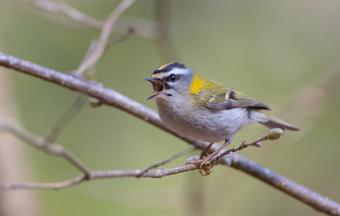 Common Firecrest - male bird at awet  forest in spring
