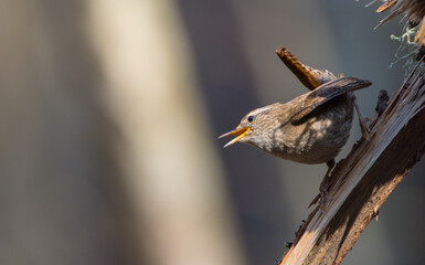 Eurasian Wren - in spring at a wet forest