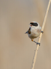 Eurasian Penduline Tit  at the wetland in spring