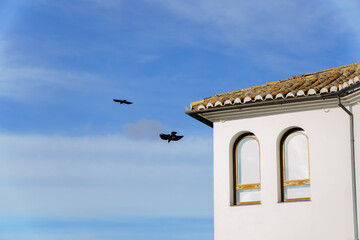 Two black crows soaring freely in a clear blue sky, passing a white building with two arched windows and a clay tiled roof in ronda,malaga,spain