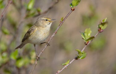 Willow warbler in early spring at a wetland 