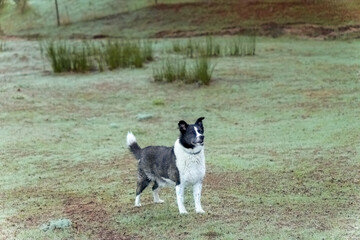 border collie standing on a green field covered with frost during a cold morning, looking right in ronda,malaga,spain