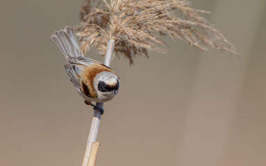 Eurasian Penduline Tit  at the wetland in spring