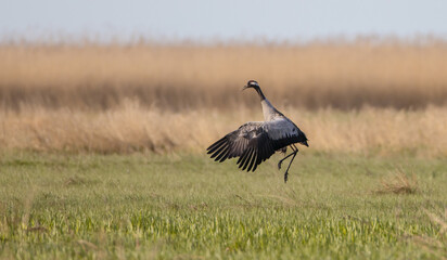 The common crane - at a wetland in spring