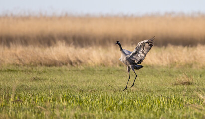 The common crane - at a wetland in spring