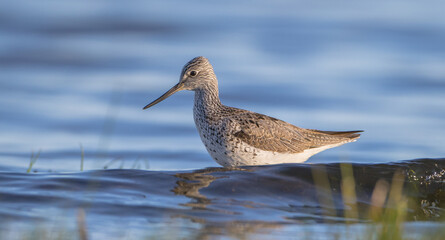 Common Greenshank feeding at a wetland in spring on a migration way