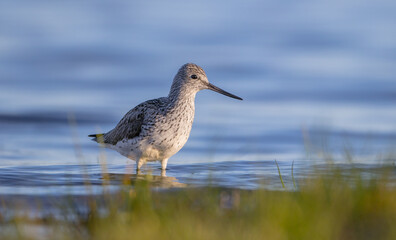 Common Greenshank feeding at a wetland in spring on a migration way