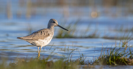 Common Greenshank feeding at a wetland in spring on a migration way