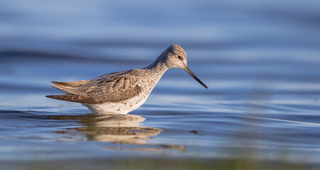 Common Greenshank feeding at a wetland in spring on a migration way