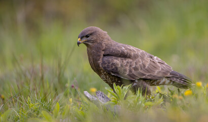 Common Buzzard in spring at a wet forest
